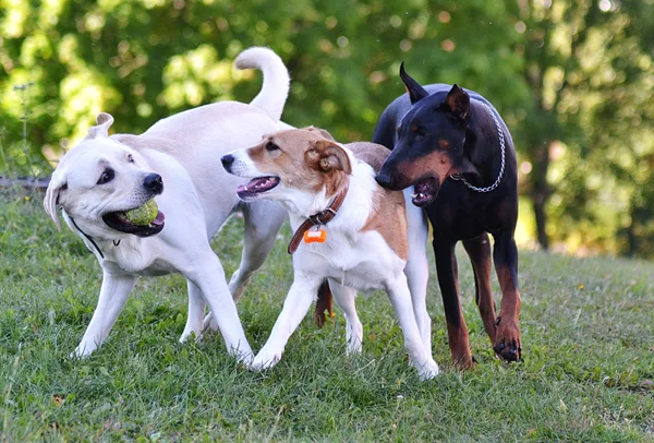 Two dogs playing together on the grass at a dog park, one mid-play and the other bounding toward it