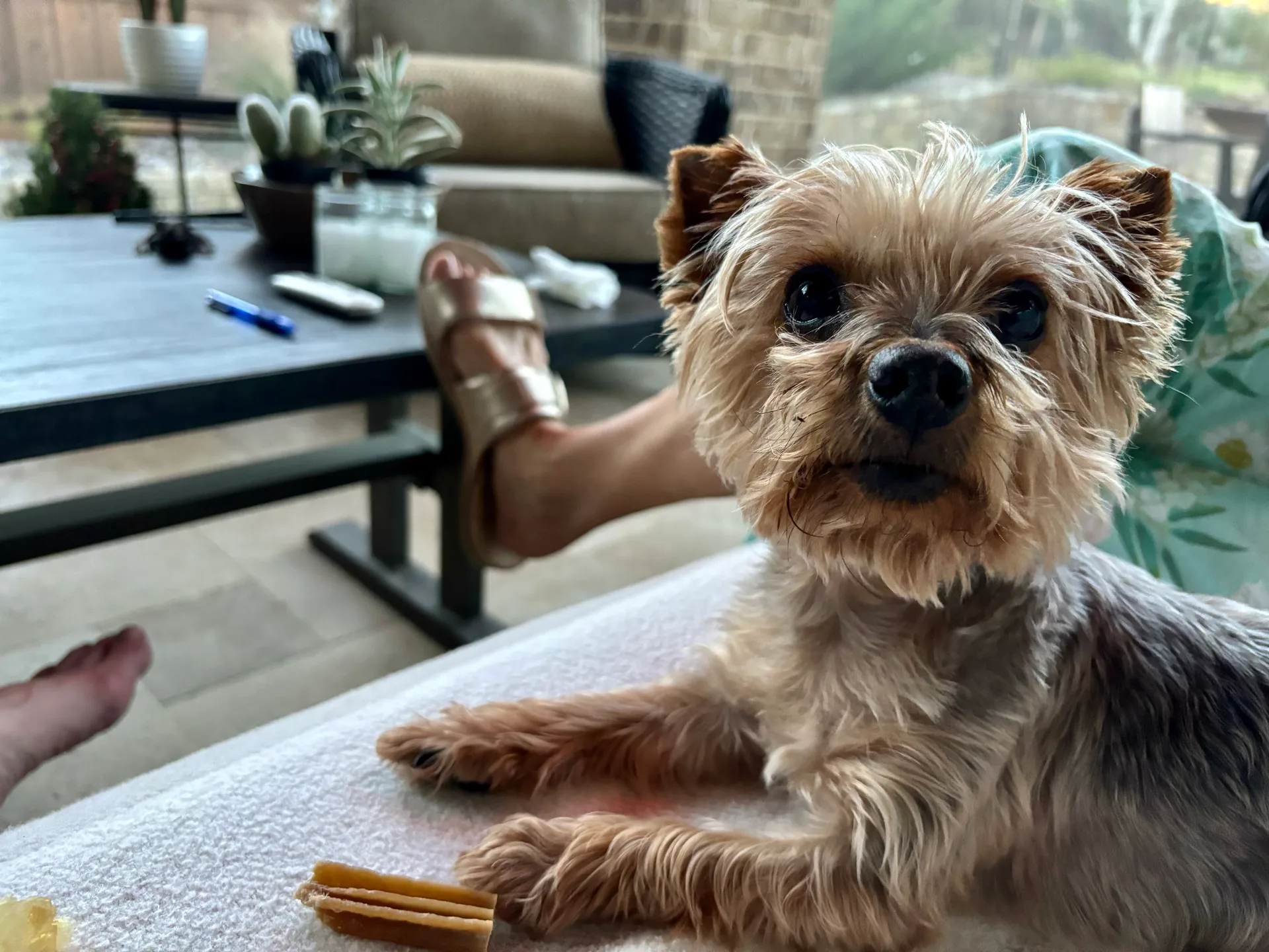 Reggie Jackson, the pet who bought a condo on the beach