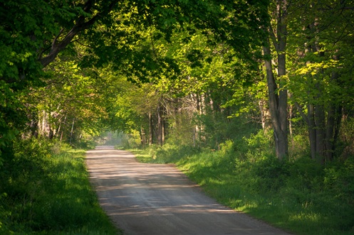 A tree-lined dirt road on the North Shore, the kind of private lane this article describes