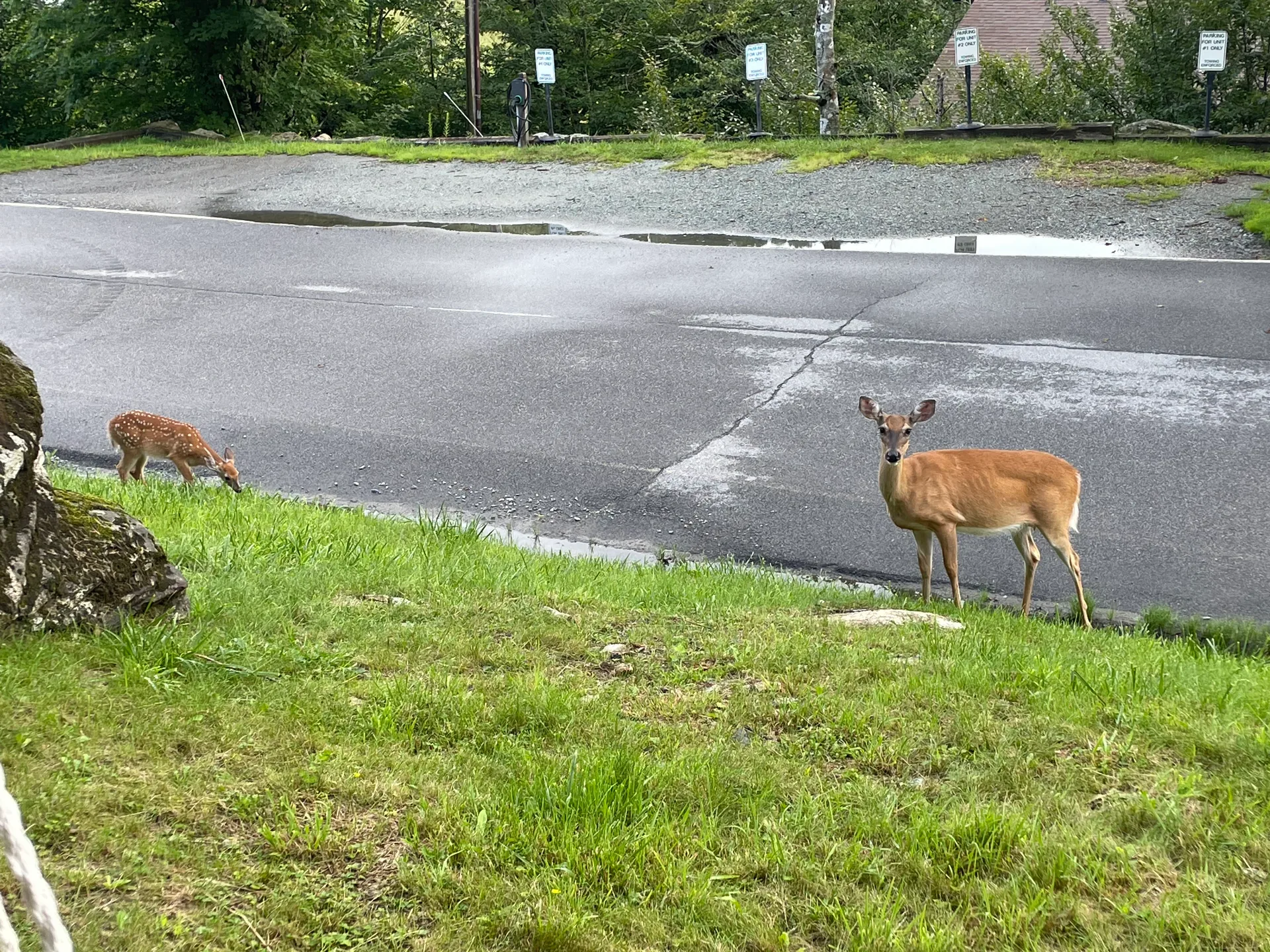 A mother deer and her fawn grazing near the paved road beside the cabin