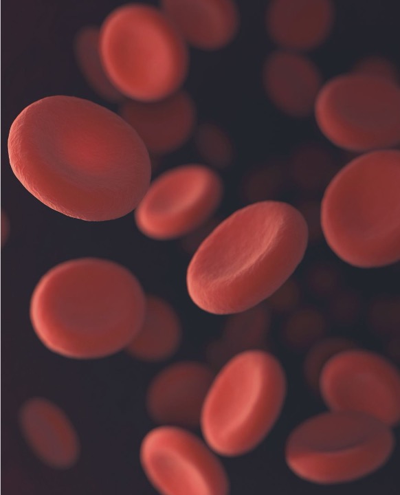 Red blood cells under microscope illustrating bloodborne pathogen risks and the importance of infection control protocols
