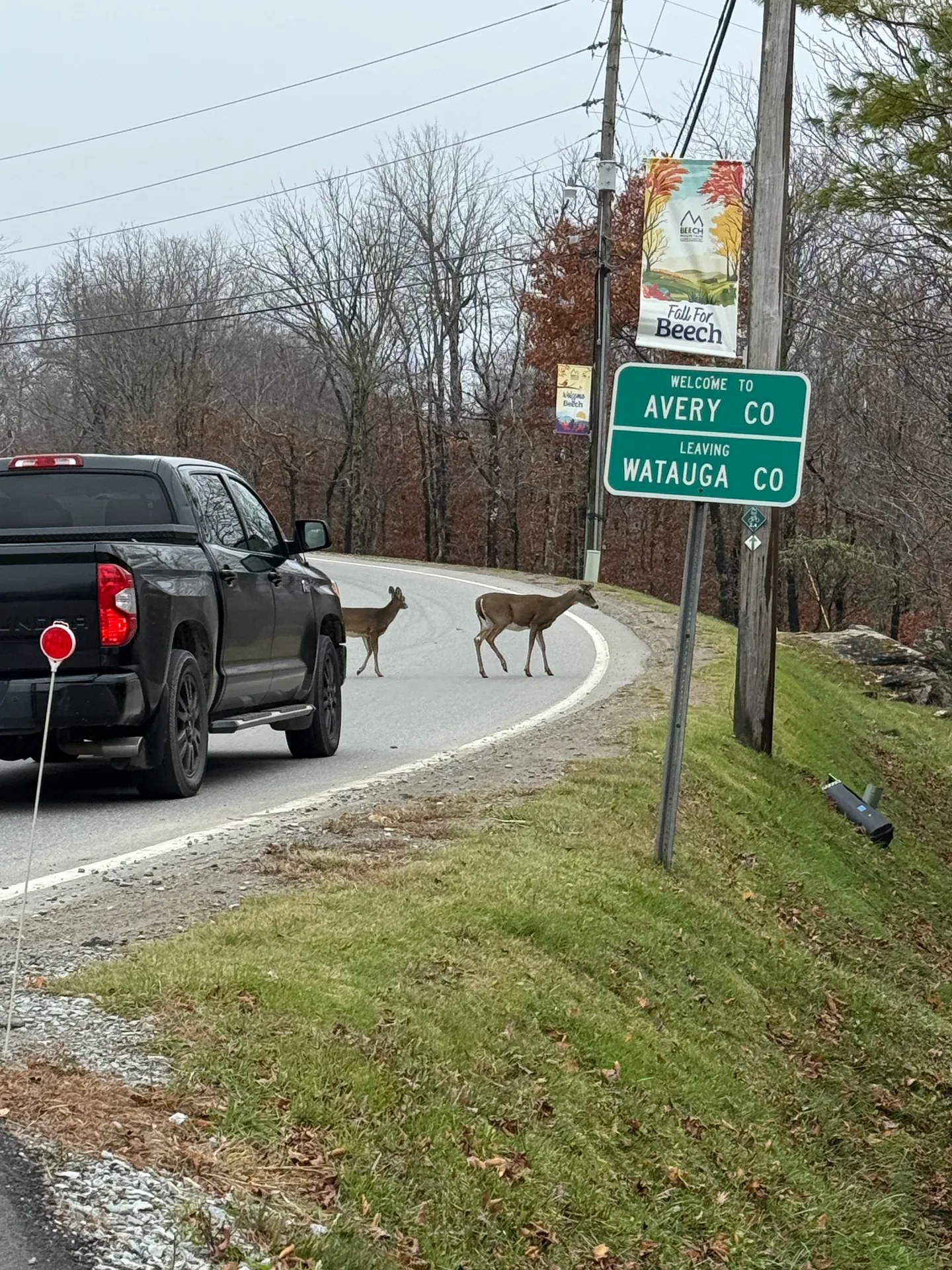A roadside sign welcoming travelers to Avery County and marking the leave of Watauga County, with two deer crossing the road in front of it