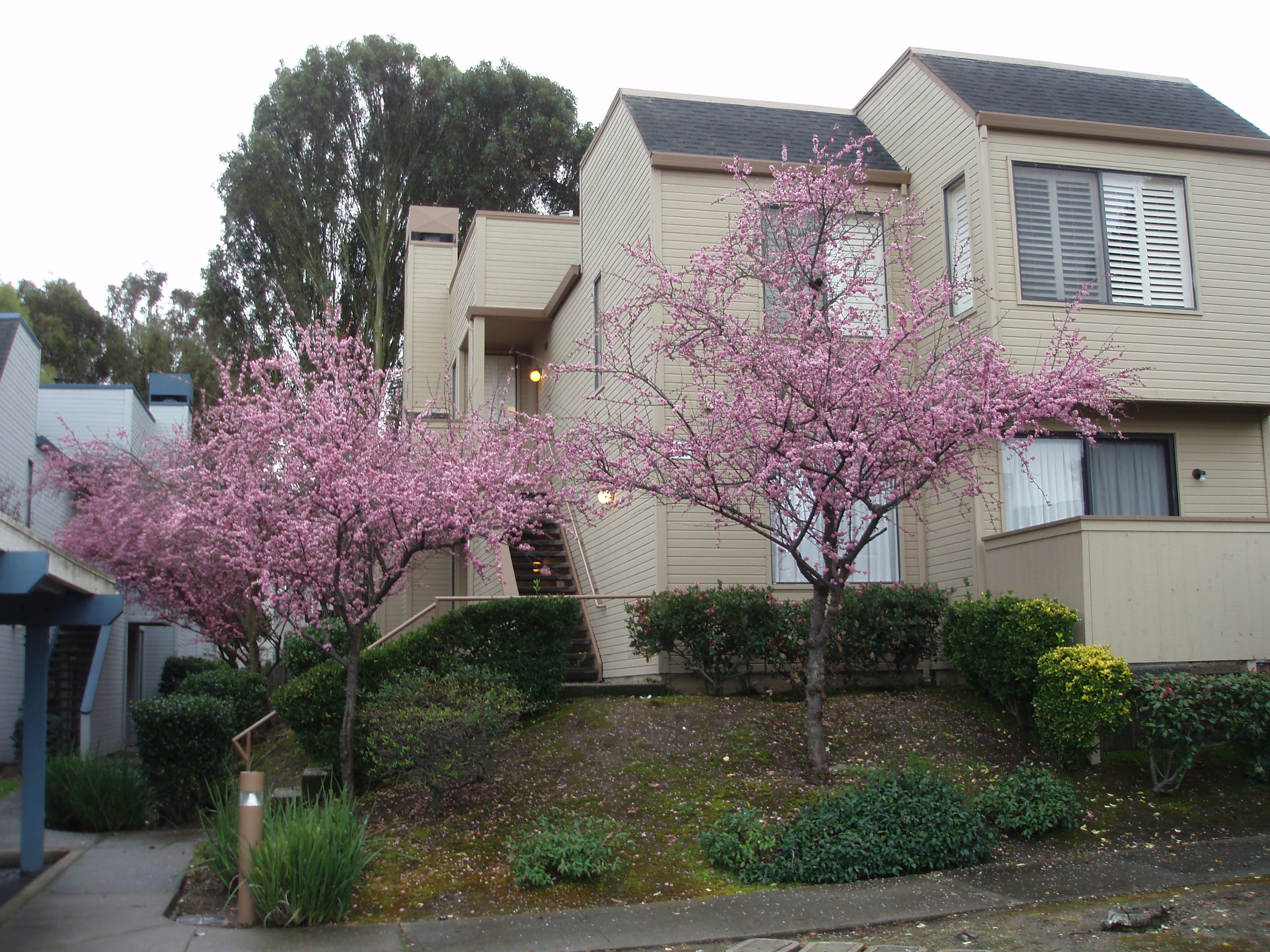 Front exterior of the sold Stoneglen condominium at 2716 East Ct., Richmond, CA 94806, a beige building with entrance stairs and pink-flowering trees, the verified property photo from the time of the 2015 sale.