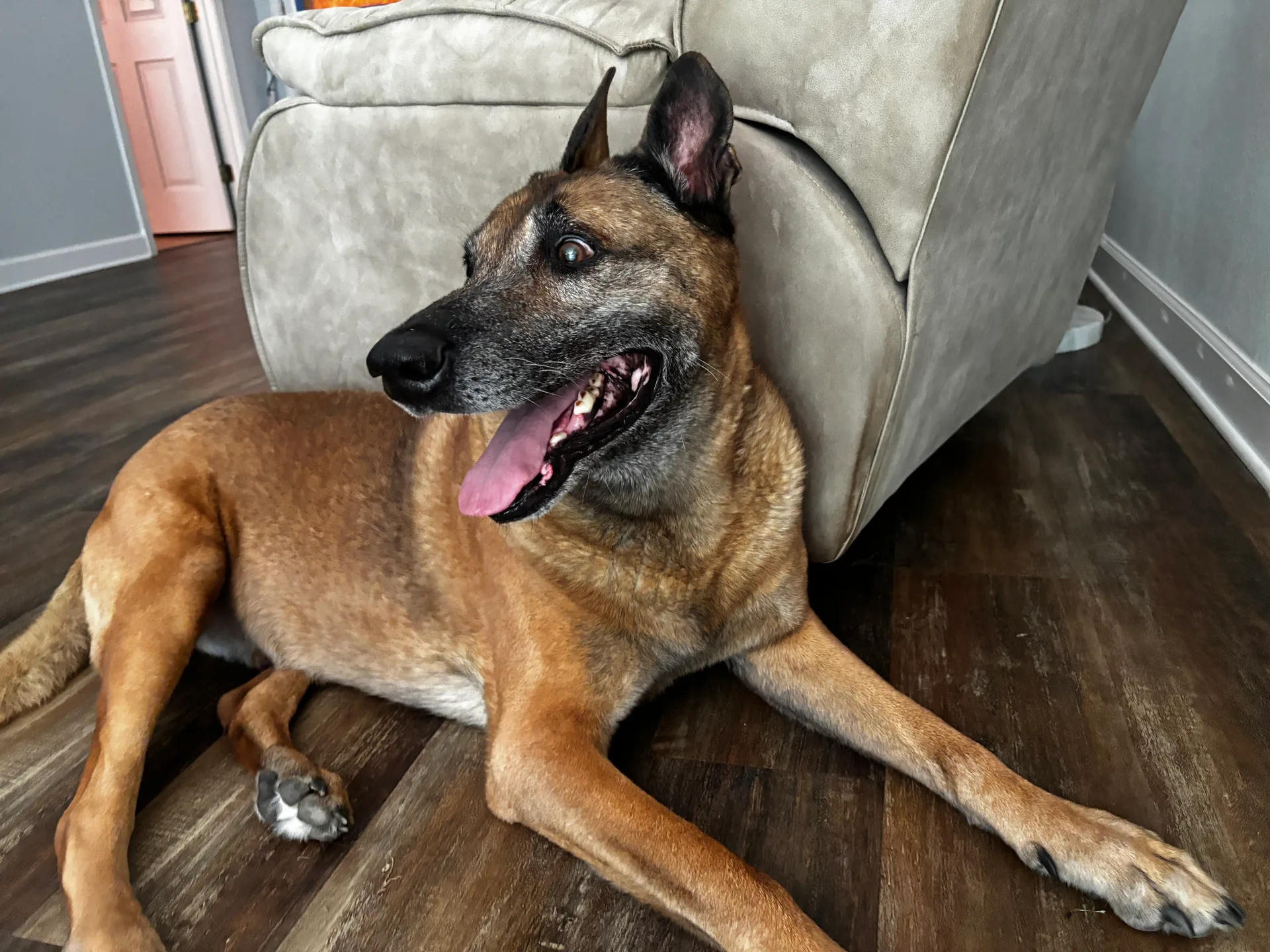 Hutch, the pet who supervised the photoshoot and helped his house get multiple offers