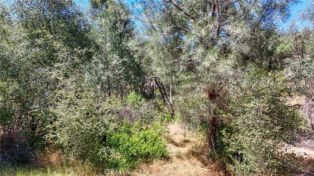 View of the seasonal creek and vegetation on the Guadalupe Creek property