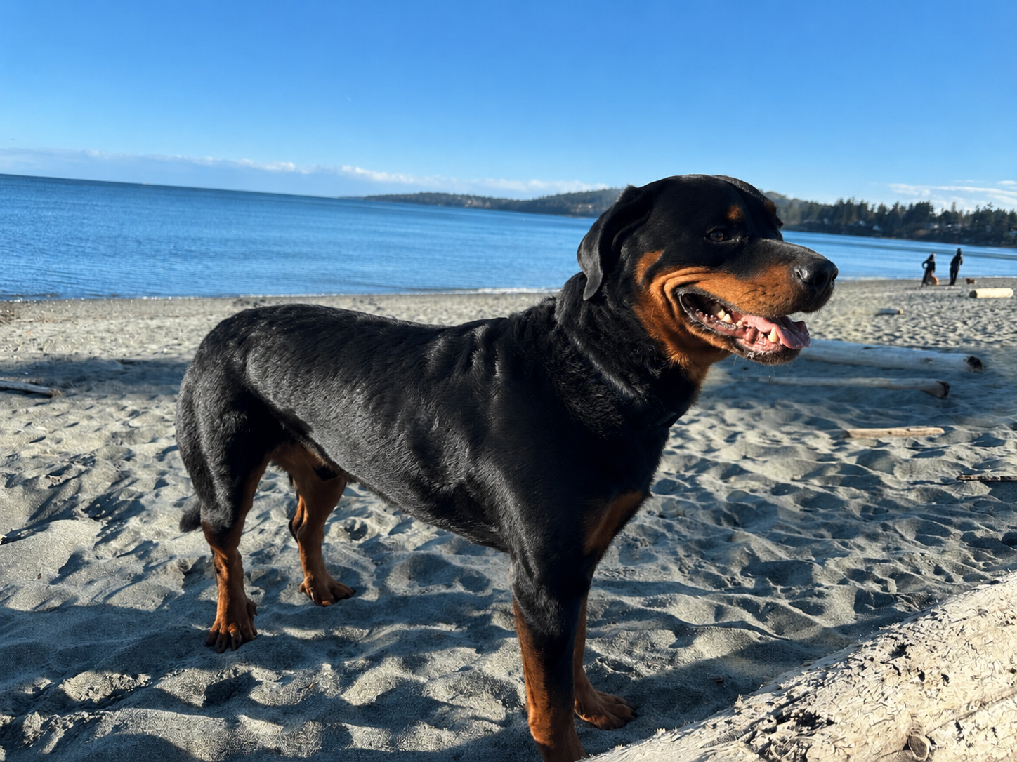 Rottweiler on a Victoria beach with ocean in the background