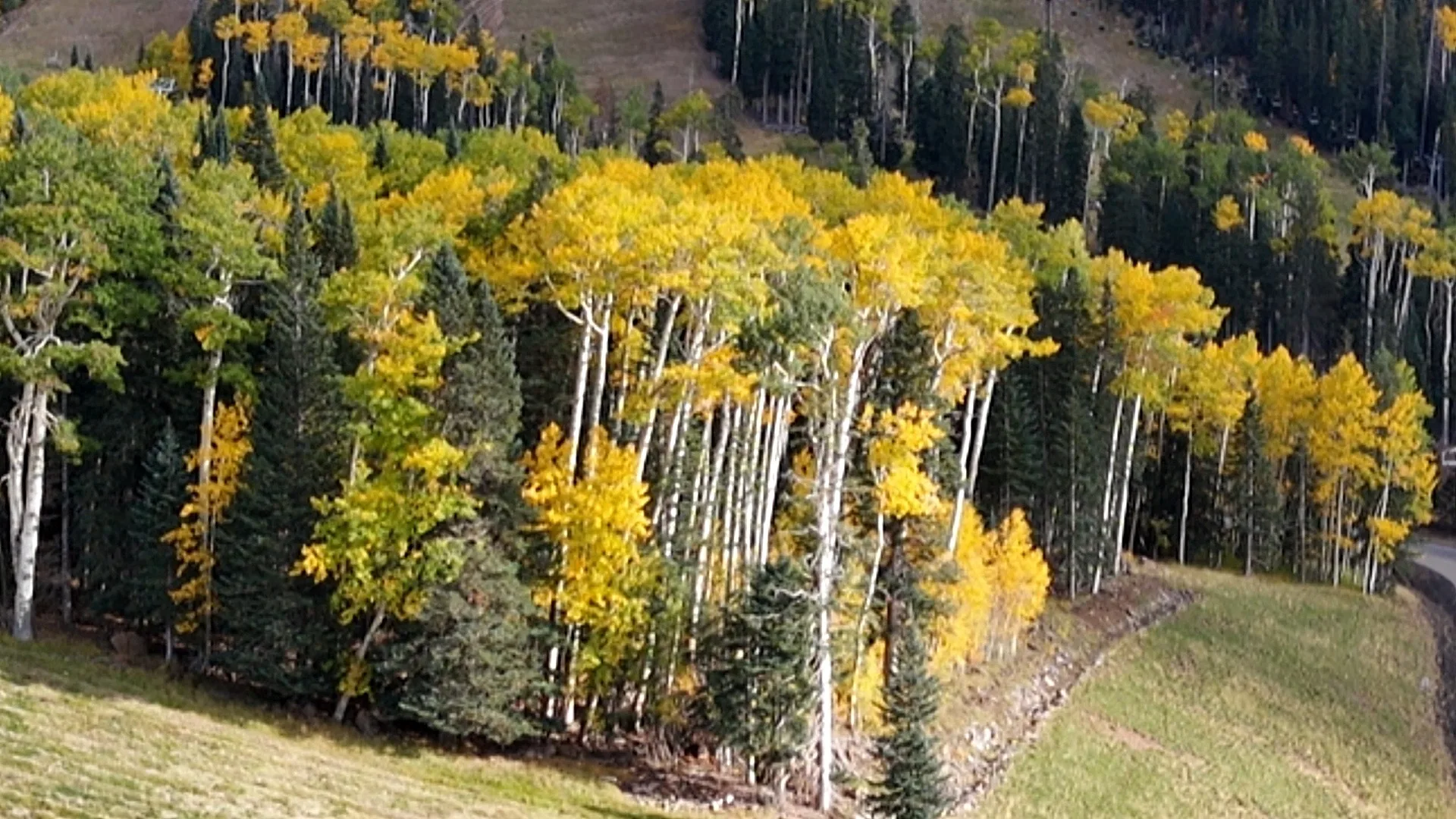 Aerial view of golden aspens and the San Francisco Peaks in autumn