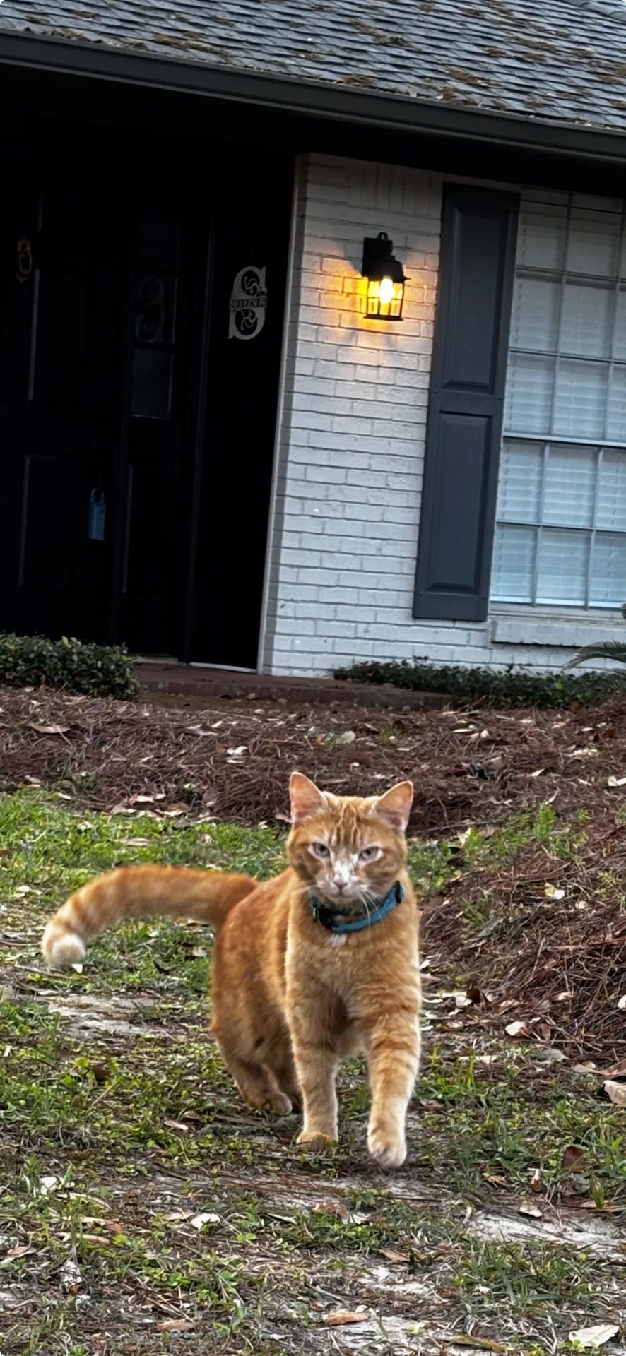 Lady, the pet who asked about the sign being put in the yard