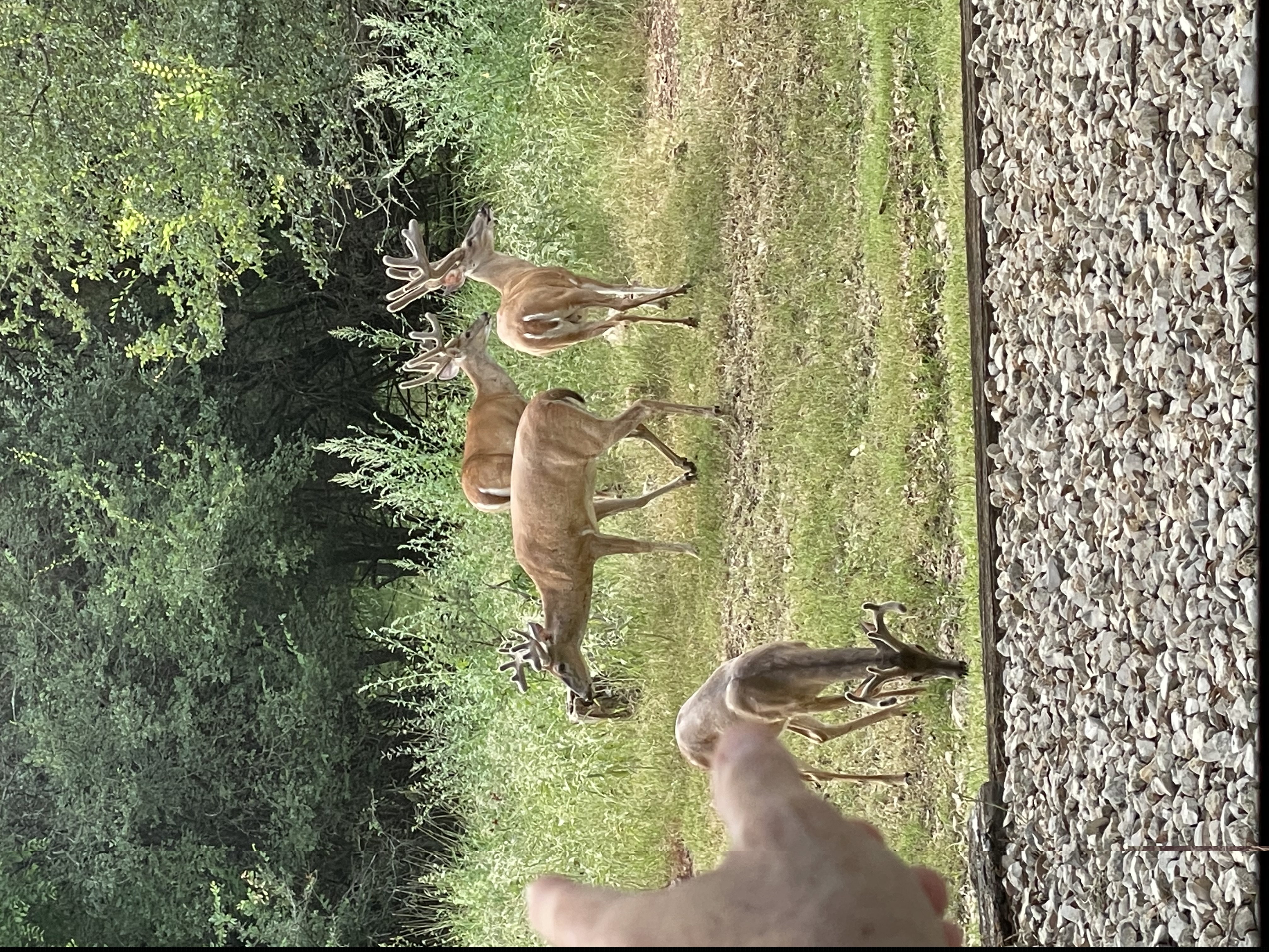 Group of whitetail deer photographed at a River Crossing home in Spring Branch, Texas