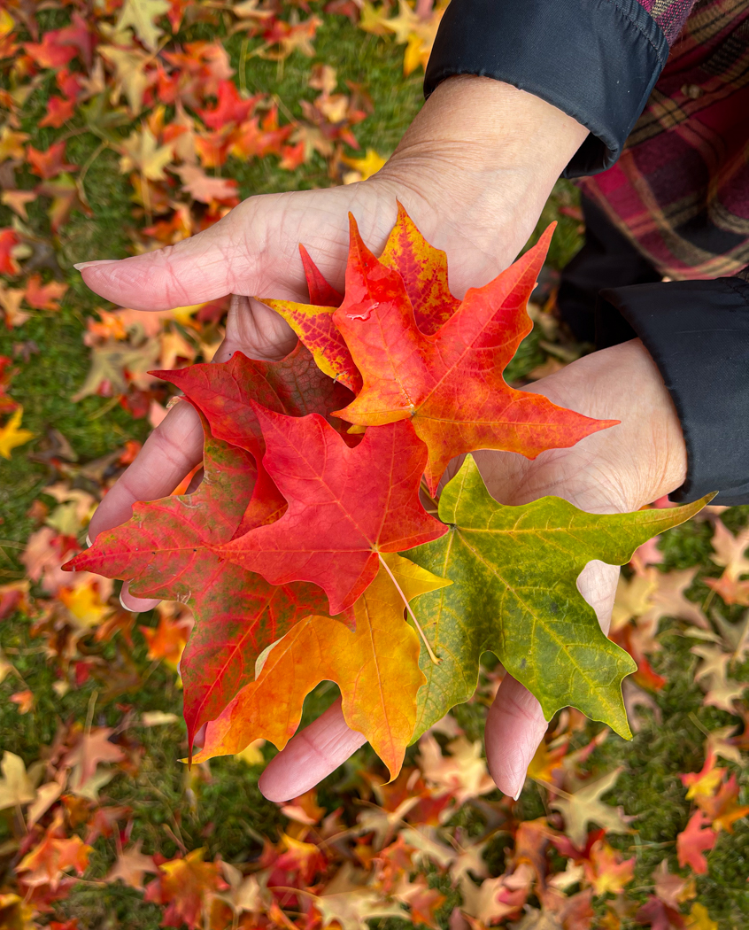 Close-up of caring hands holding a palette of warm autumn leaves, evoking the support and comfort of planning your next move.