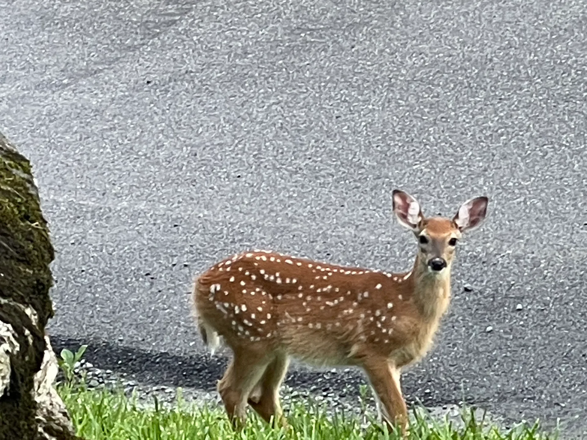 A young fawn with white spots at the edge of the grass by the cabin's driveway