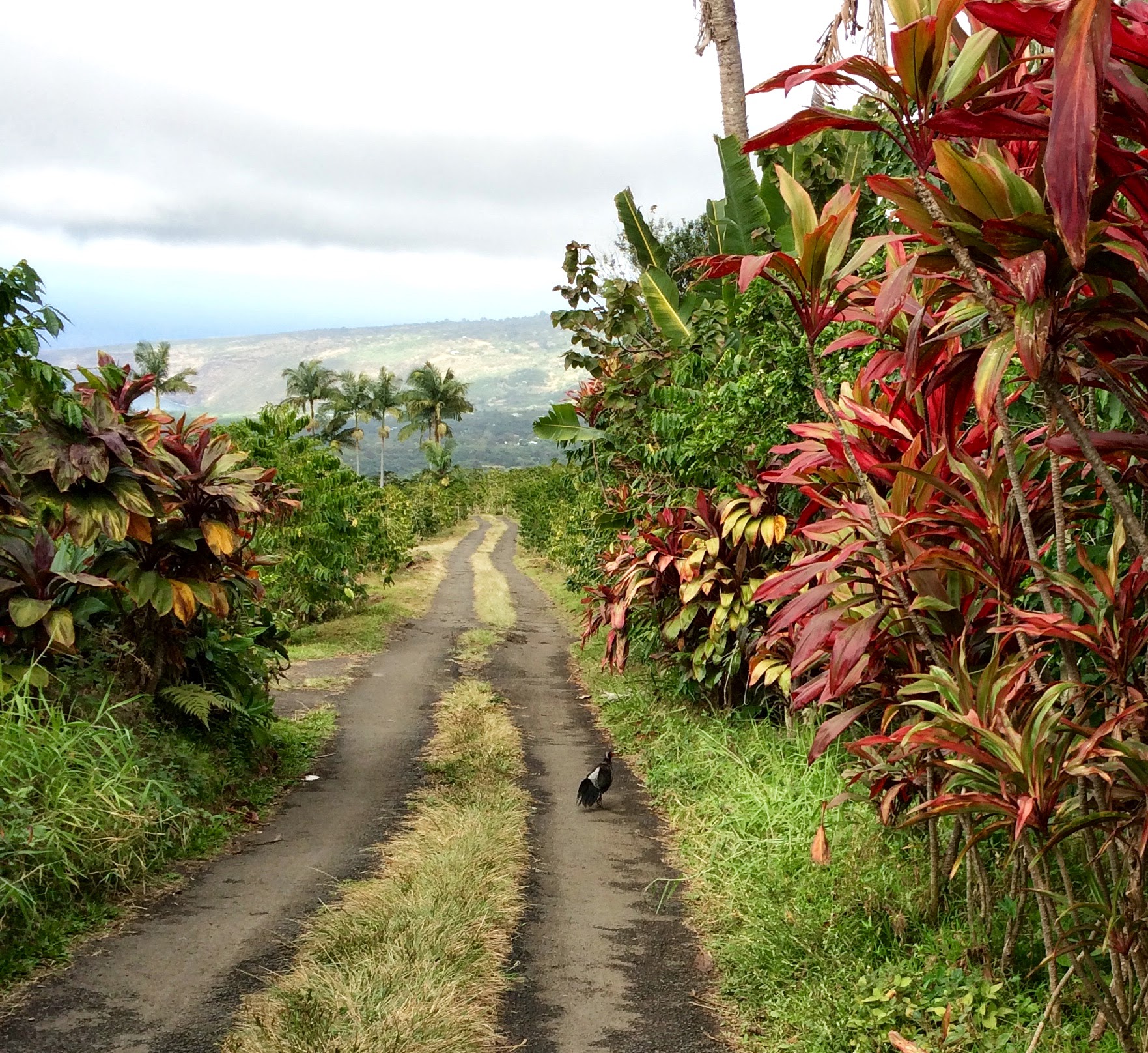 A road climbing through coffee farms in Hōnaunau, toward the slopes of Mauna Loa