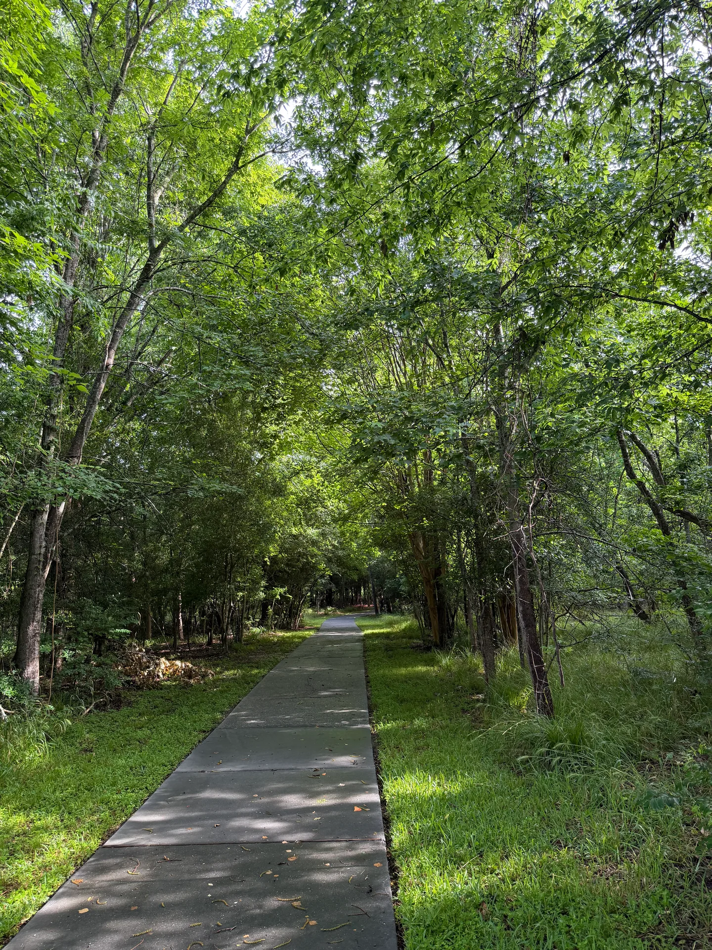 A scenic suburban street in a Kingwood village with mature trees and well-maintained homes under a bright sky