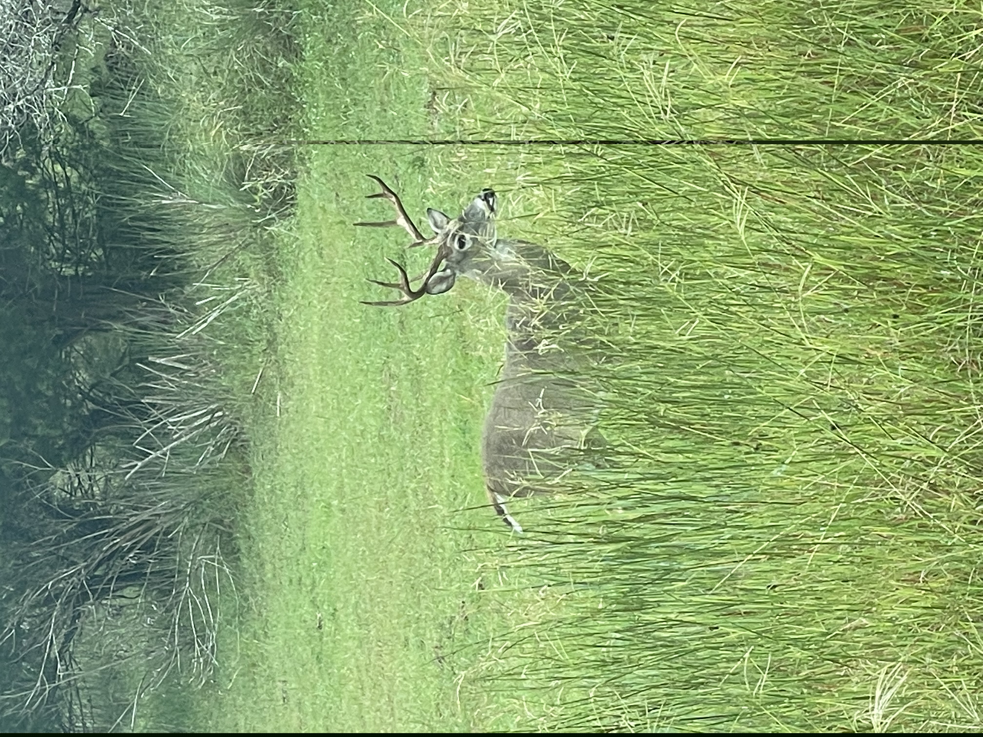Whitetail deer in the natural Hill Country landscape of River Crossing in Spring Branch, Texas