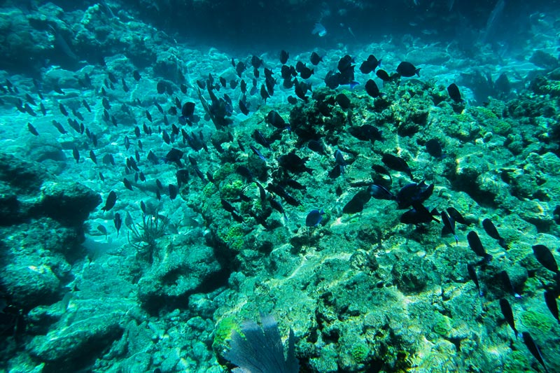Crystal clear waters and coral formations at Key Largo Dry Rocks, one of the most popular dive sites in the Florida Keys