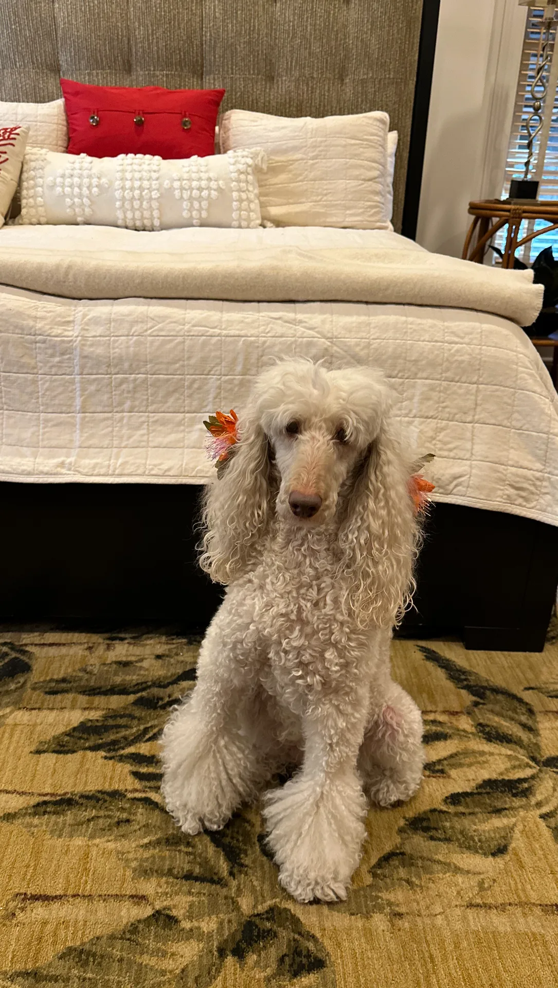 Miss Georgie, an elegant pup