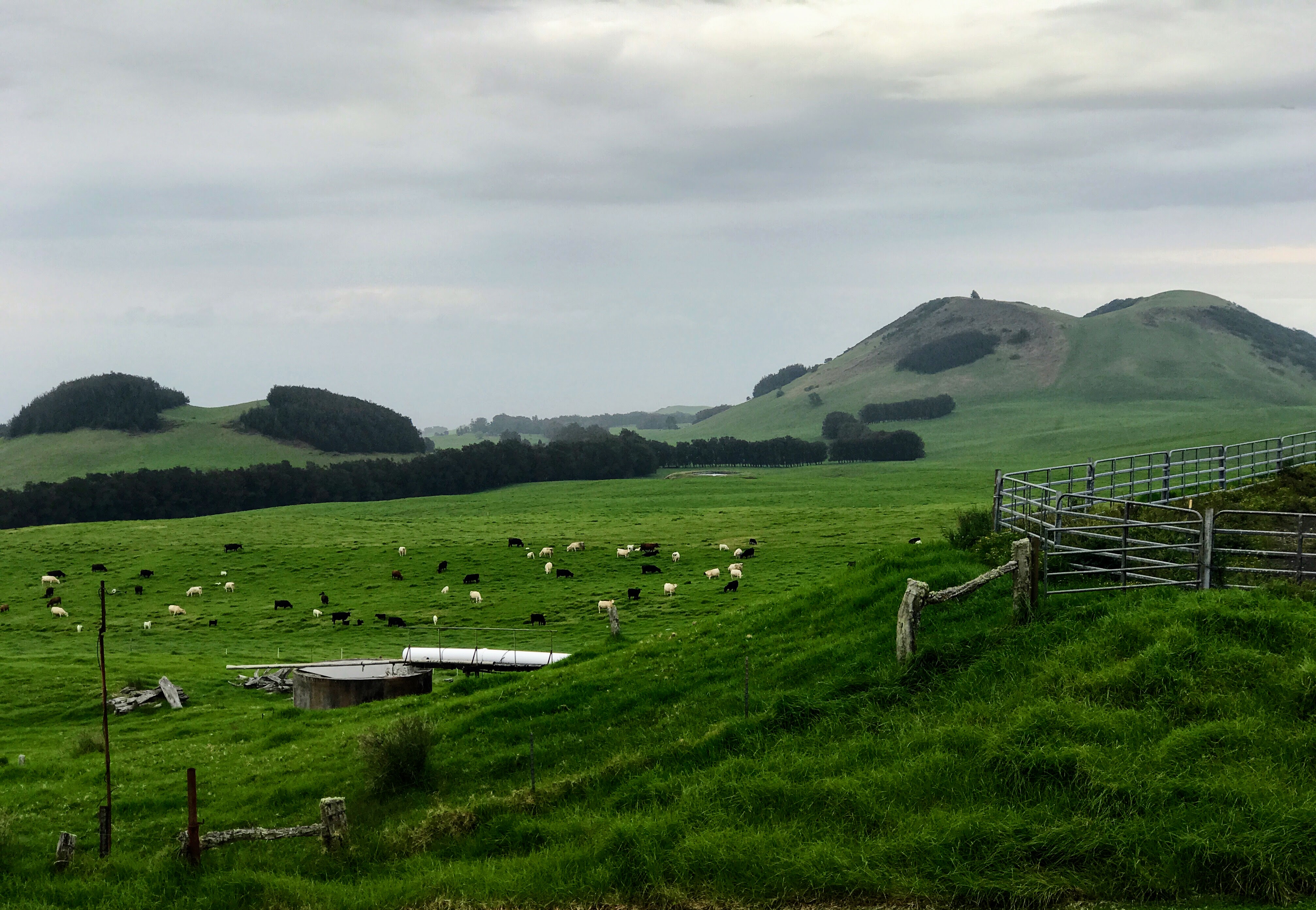 A working ranch scene with open pasture at the edge of Waimea