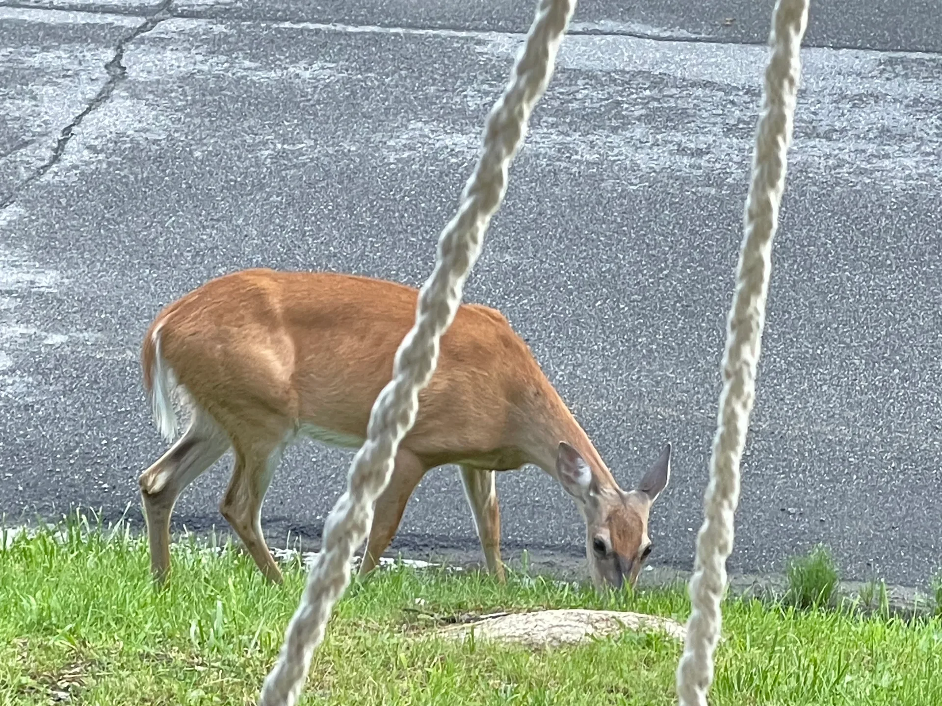 A deer grazing on the lawn, framed by the swing ropes down by the cabin's swings