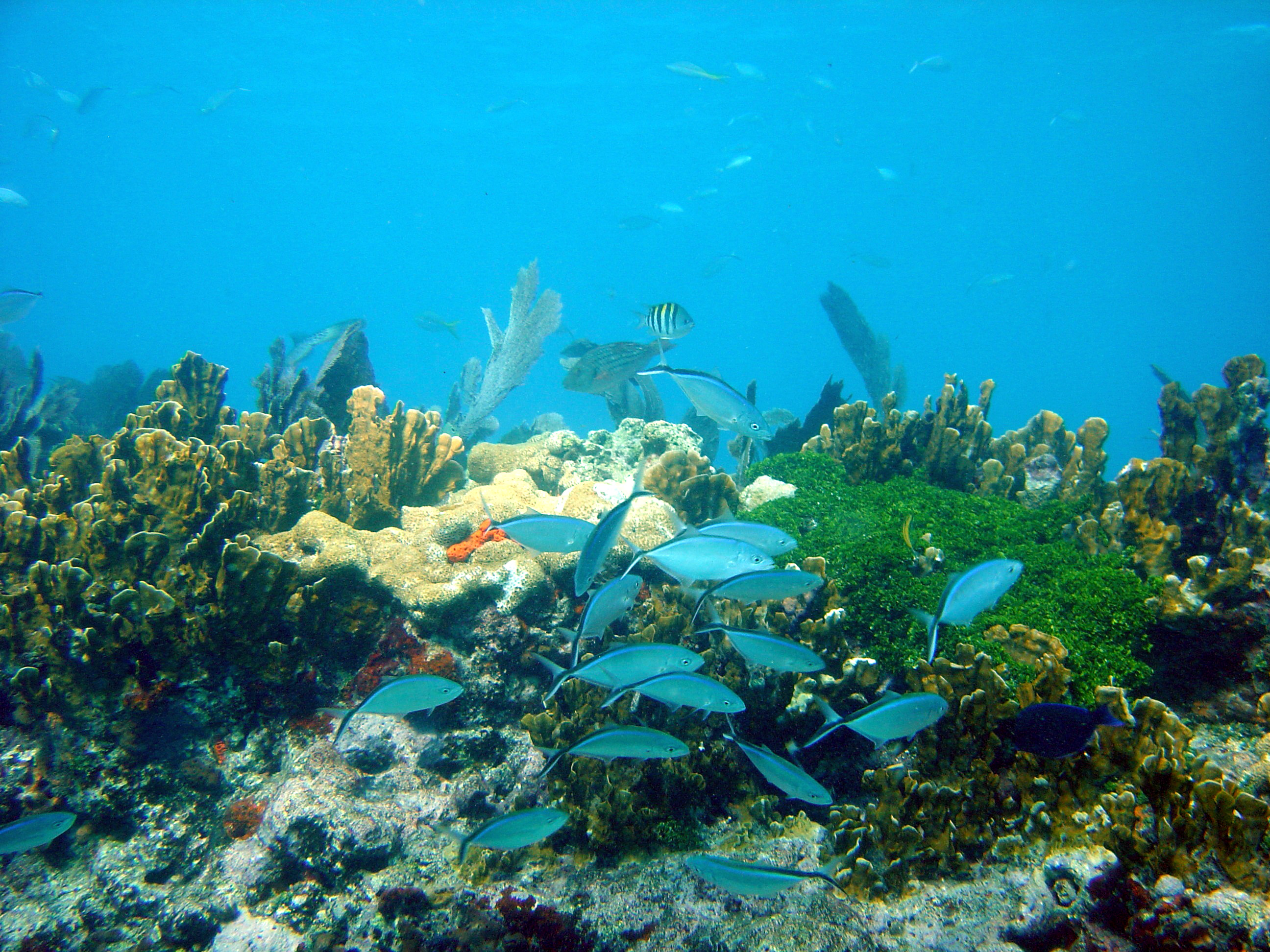 Vibrant tropical fish swimming among colorful coral formations at John Pennekamp Coral Reef State Park in Key Largo