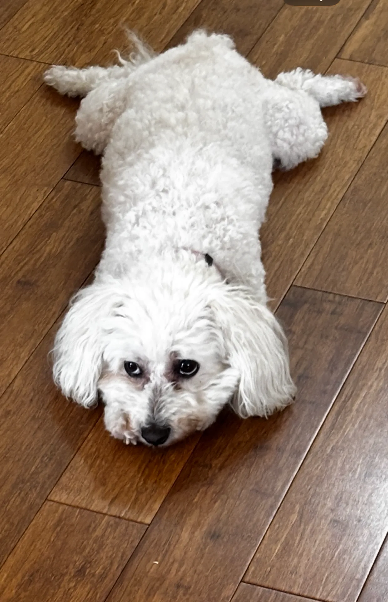 The Ocean Springs Floof, the sweet pet who bought a cottage in Ocean Springs