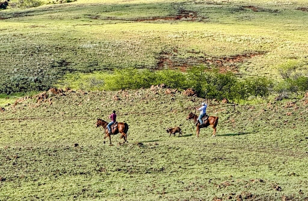 Cowboys on horseback working Parker Ranch land on Kohala Mountain