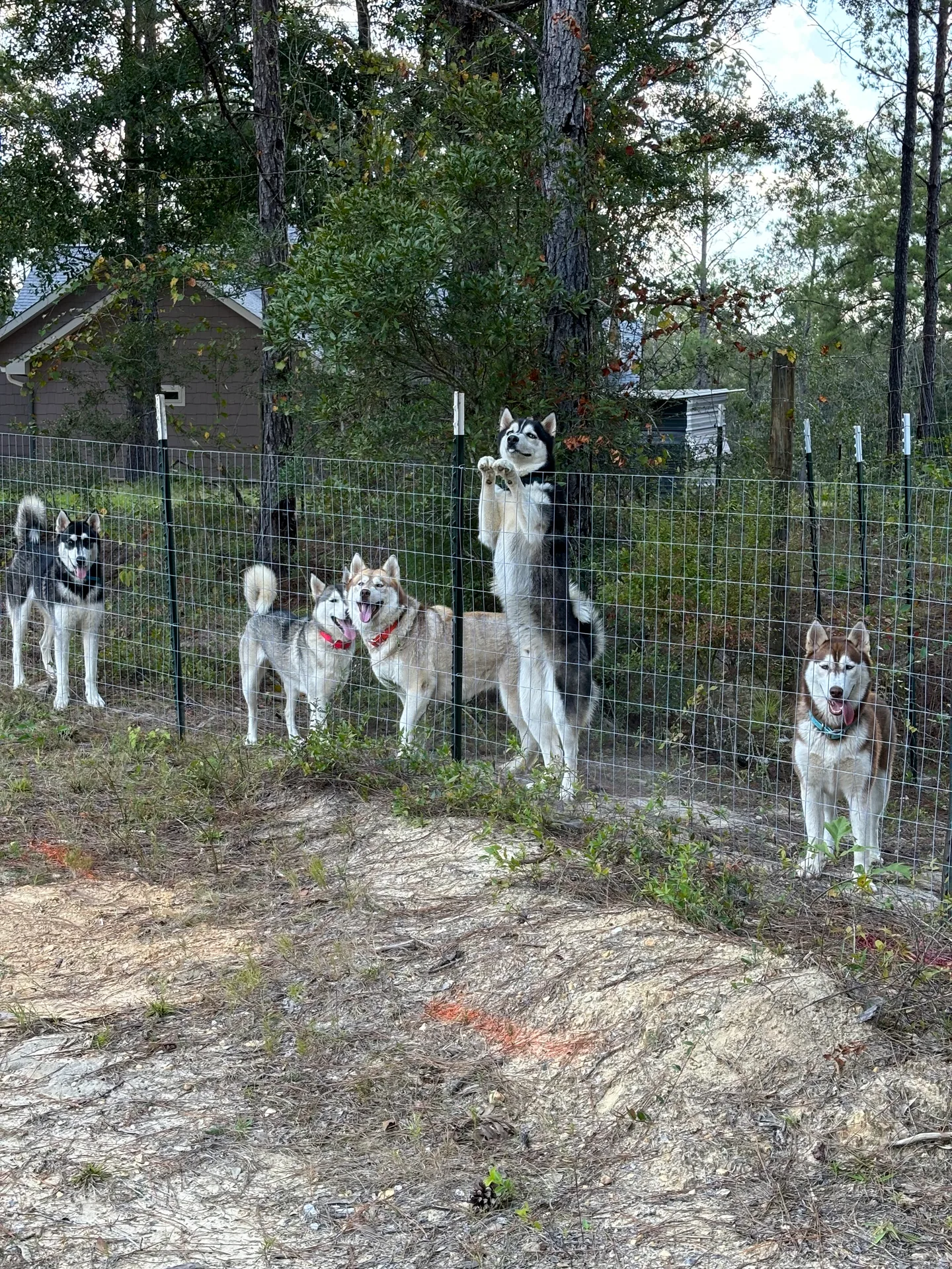 The nosey neighbors keeping an eye on the neighborhood