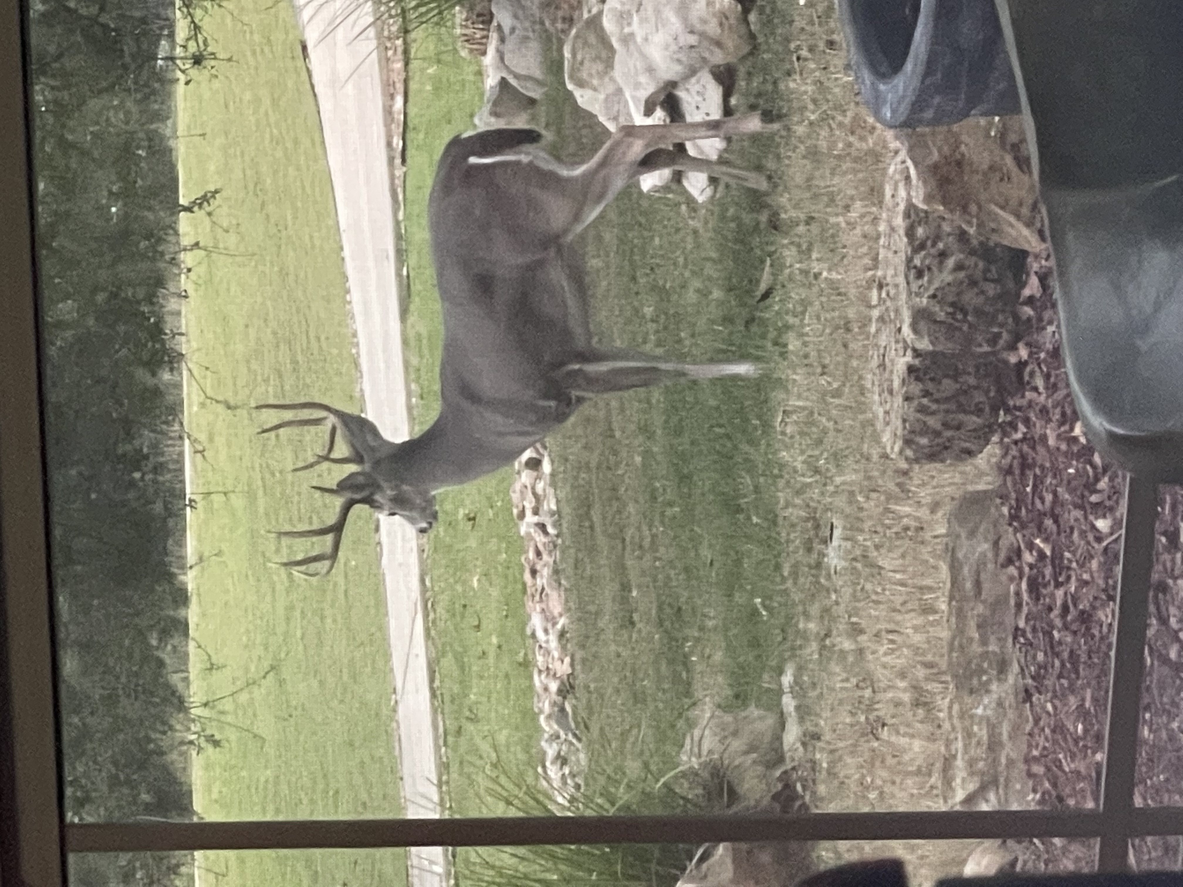Whitetail buck near a home in River Crossing, Spring Branch, Texas