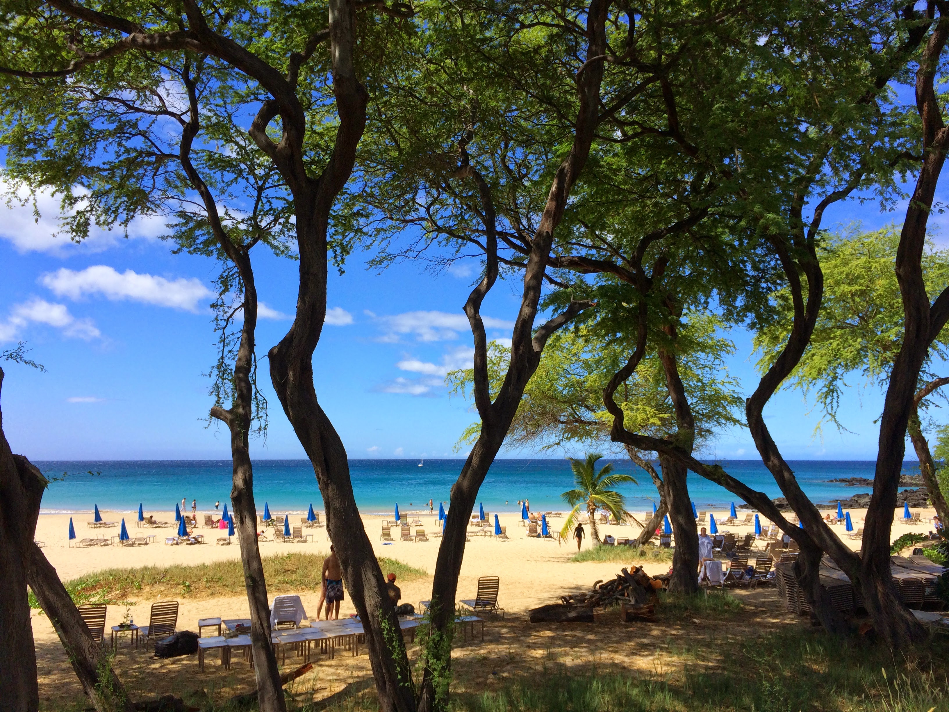 Hāpuna Beach at its north end seen through trees, with Westin Hapuna umbrellas on the sand