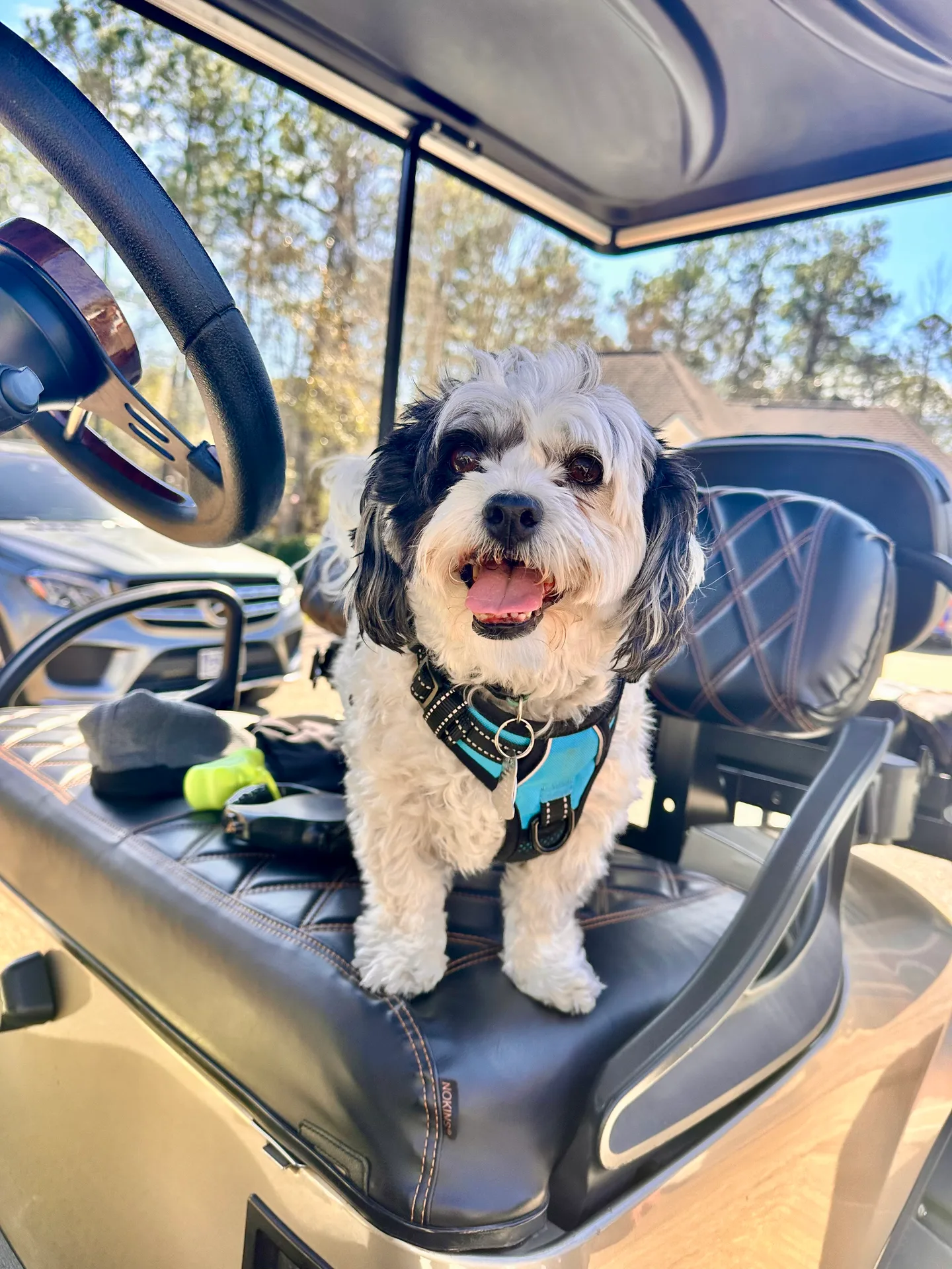 Smitty, the best Uber driver in Diamondhead