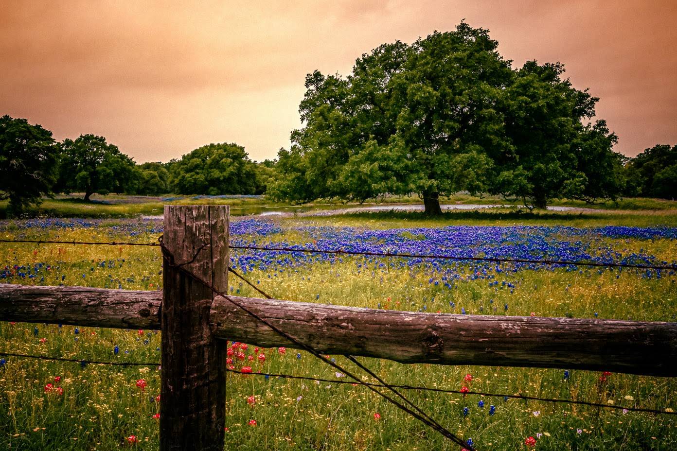 Texas Hill Country landscape with rolling hills and live oak trees
