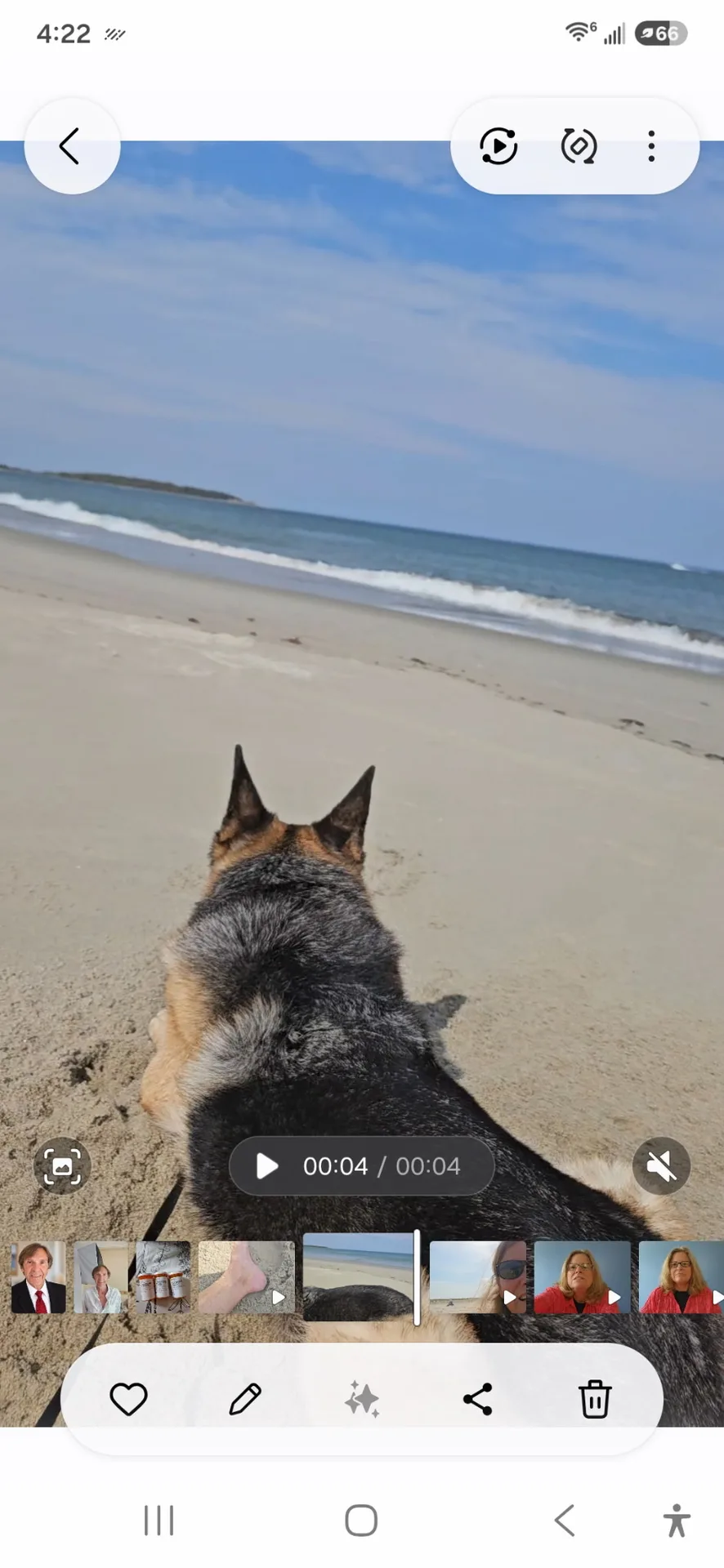 A German Shepherd sitting on the sand at Crane Beach in Ipswich, looking out at the ocean on a clear sunny October day