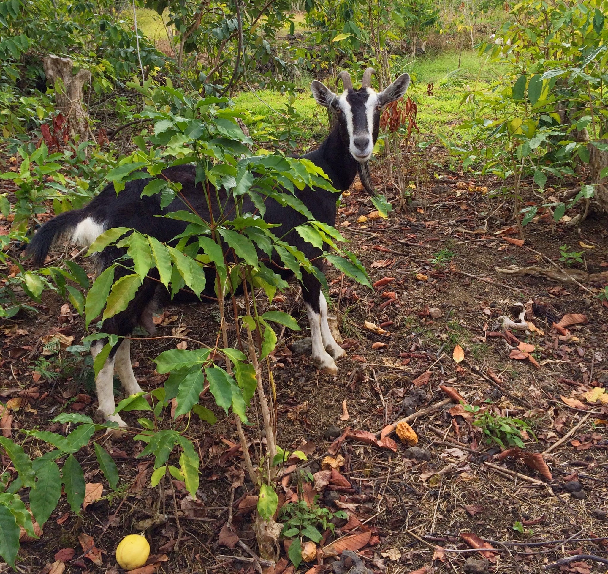 A goat grazing in a coffee field in Hōnaunau, South Kona