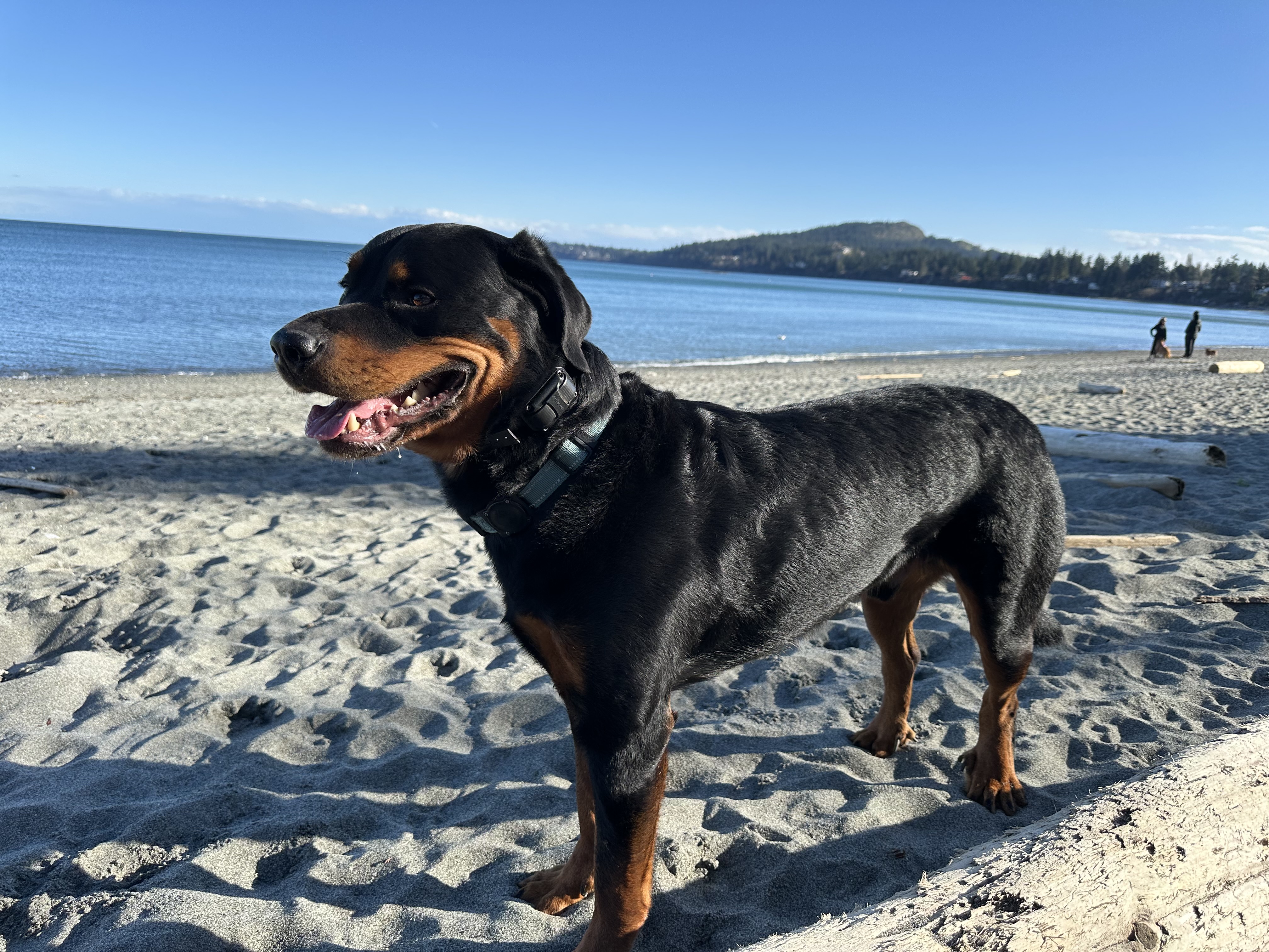 Rottweiler on a beach in Greater Victoria
