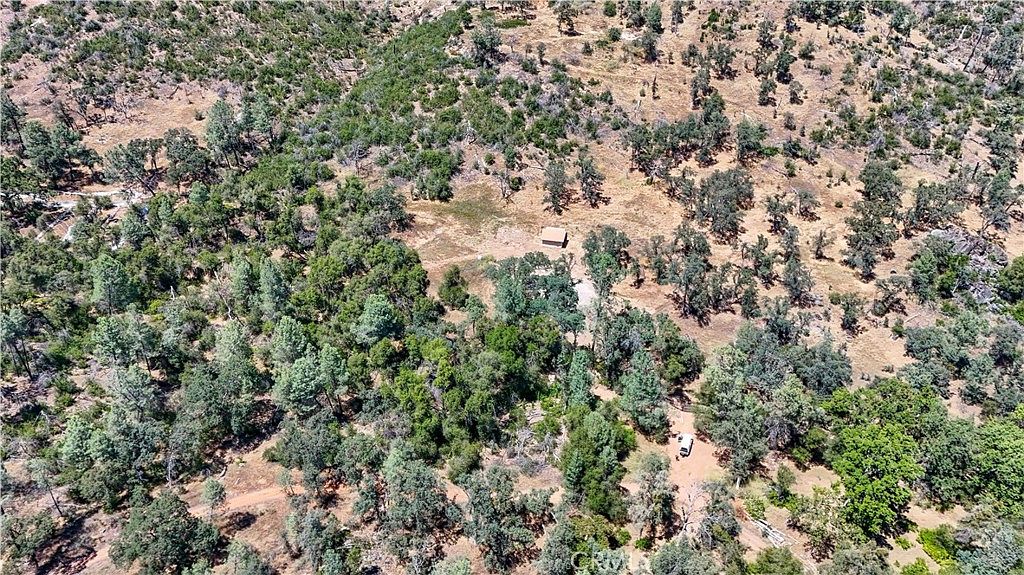 Natural setting of the 34-acre property with many trees and brush