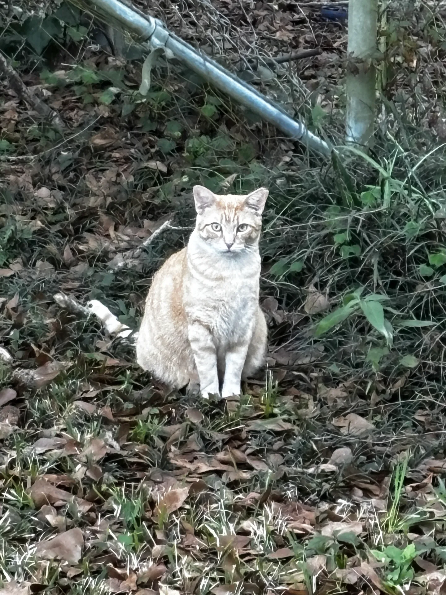 The Ghost Kitty, a pale kitty in the far corner of a yard in Ocean Springs