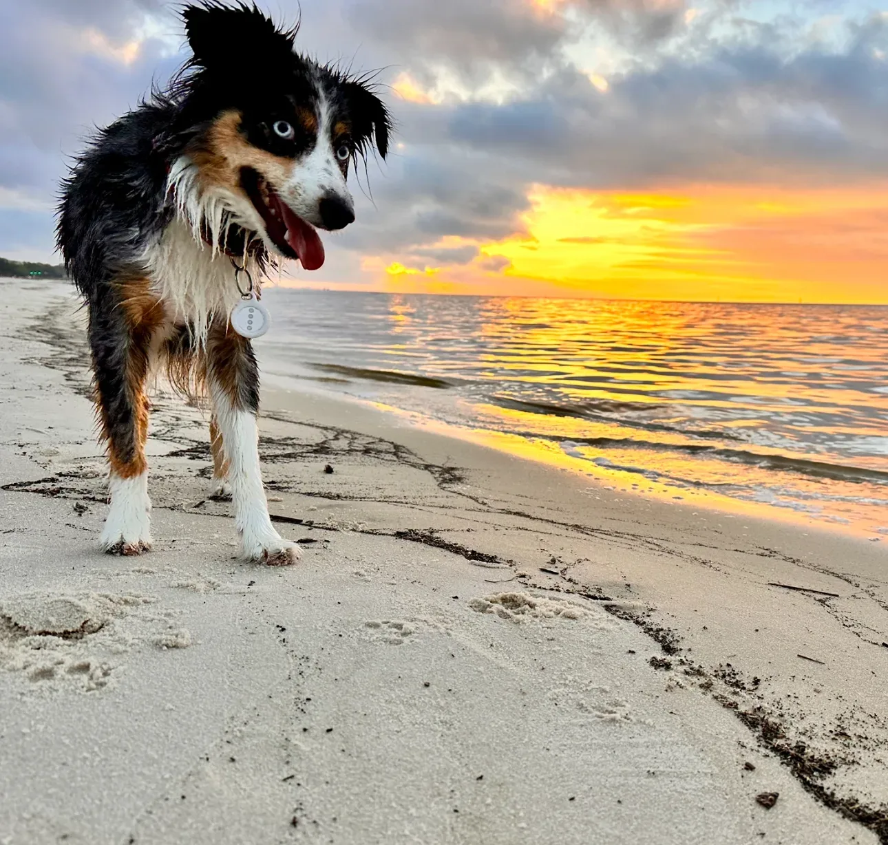 Australian Shepherd standing on a sandy beach during a golden sunset on the Mississippi Gulf Coast