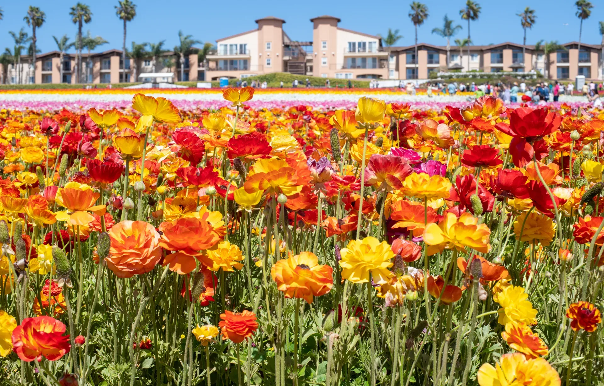 A field of blooming orange and yellow ranunculus flowers at the Flower Fields in Carlsbad